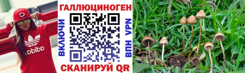 Псилоцибиновые грибы прущие грибы  маркетплейс наркотические препараты  Северо-Курильск 